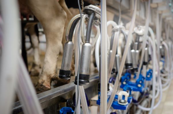 Dairy cows being milked